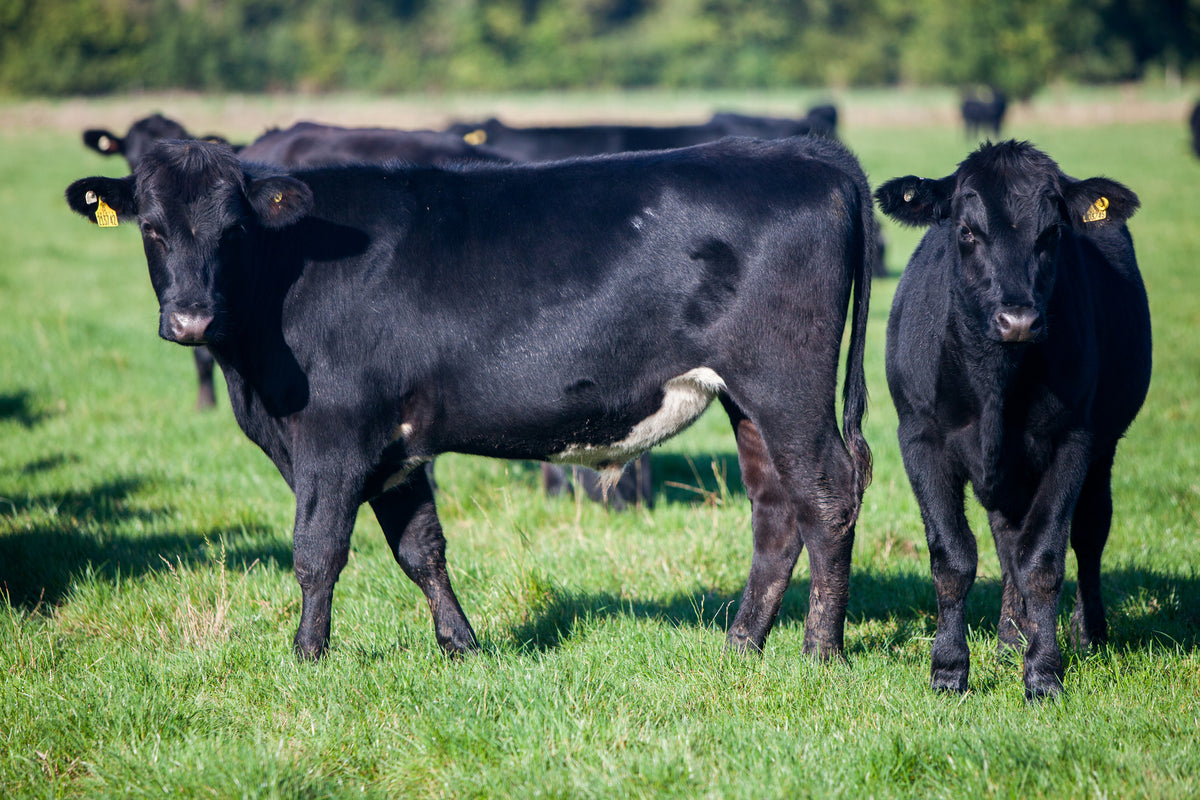 FREEZER BEEF AVAILABLE Winner's Meats