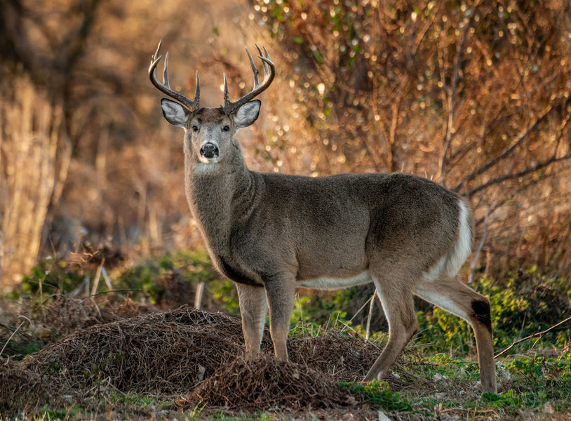2019 Deer Season