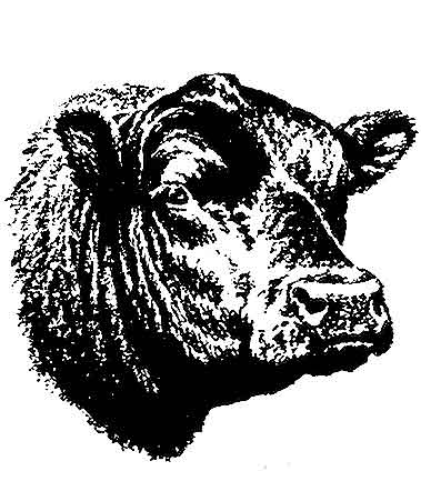 graphic image of a bull head